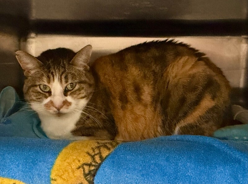 Picture of the Animal Listed